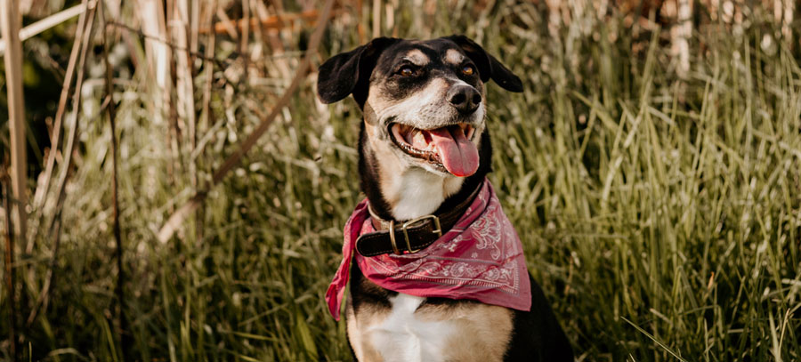 black dog in field with pink bandana