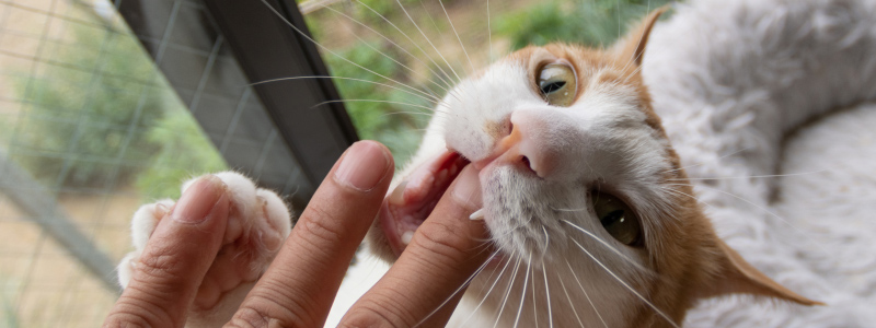 cat biting hand