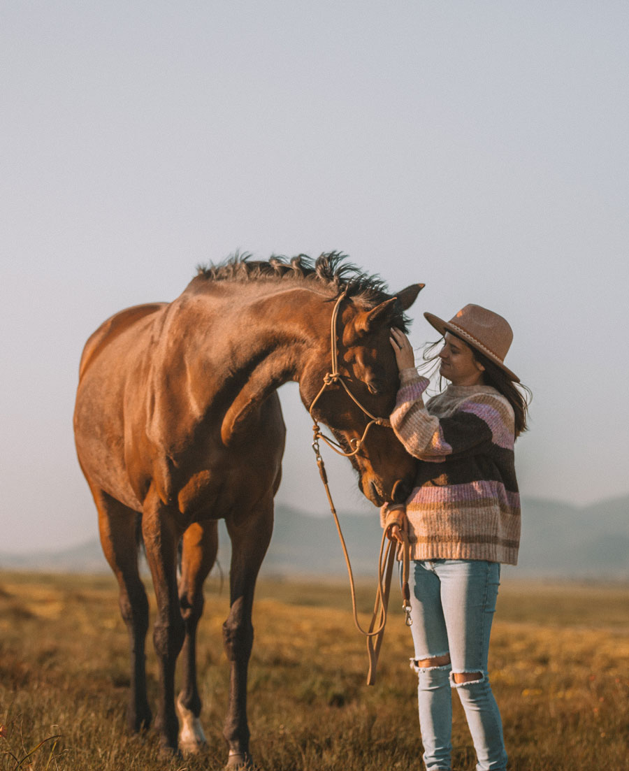 Horse behaviour Cape Town