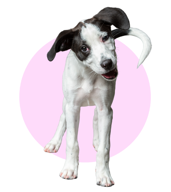 adolescent dog training