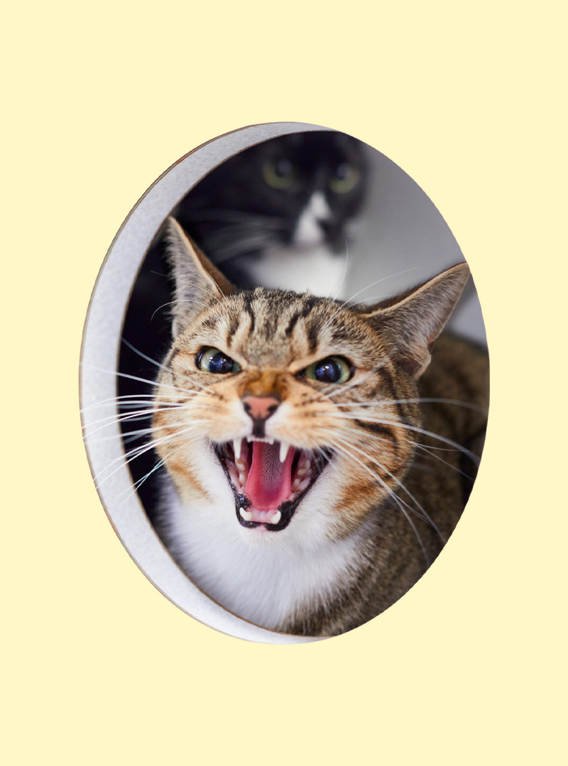 hissing tabby cat