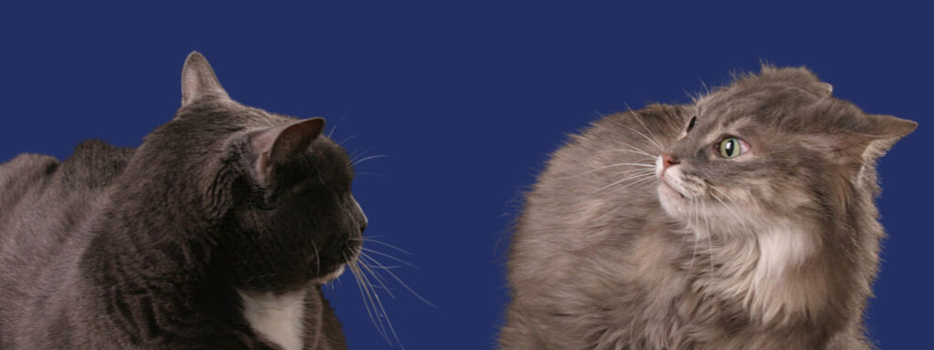 cat aggressive stare