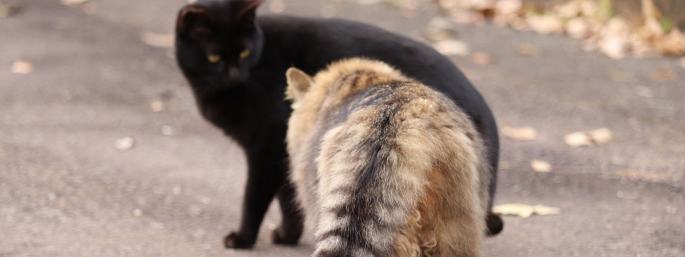 territorial aggression cats