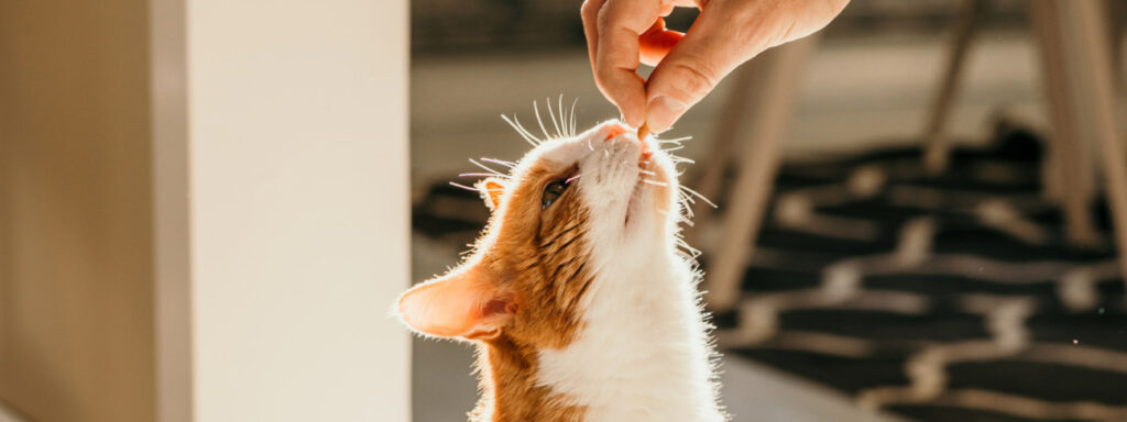 clicker training a ginger cat