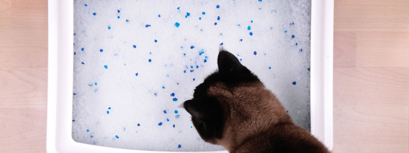 Cat staring at litter box crystals