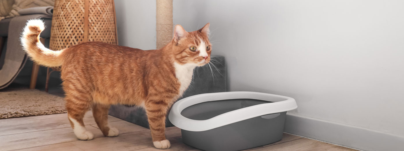 ginger cat near litterbox