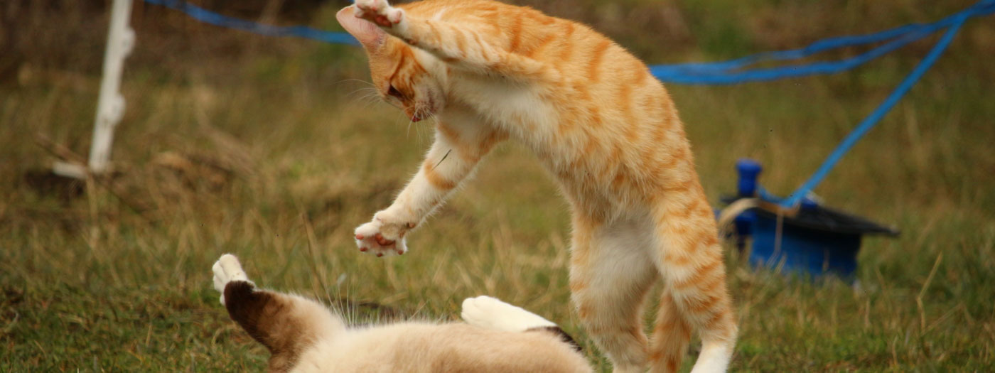 Cat play aggression