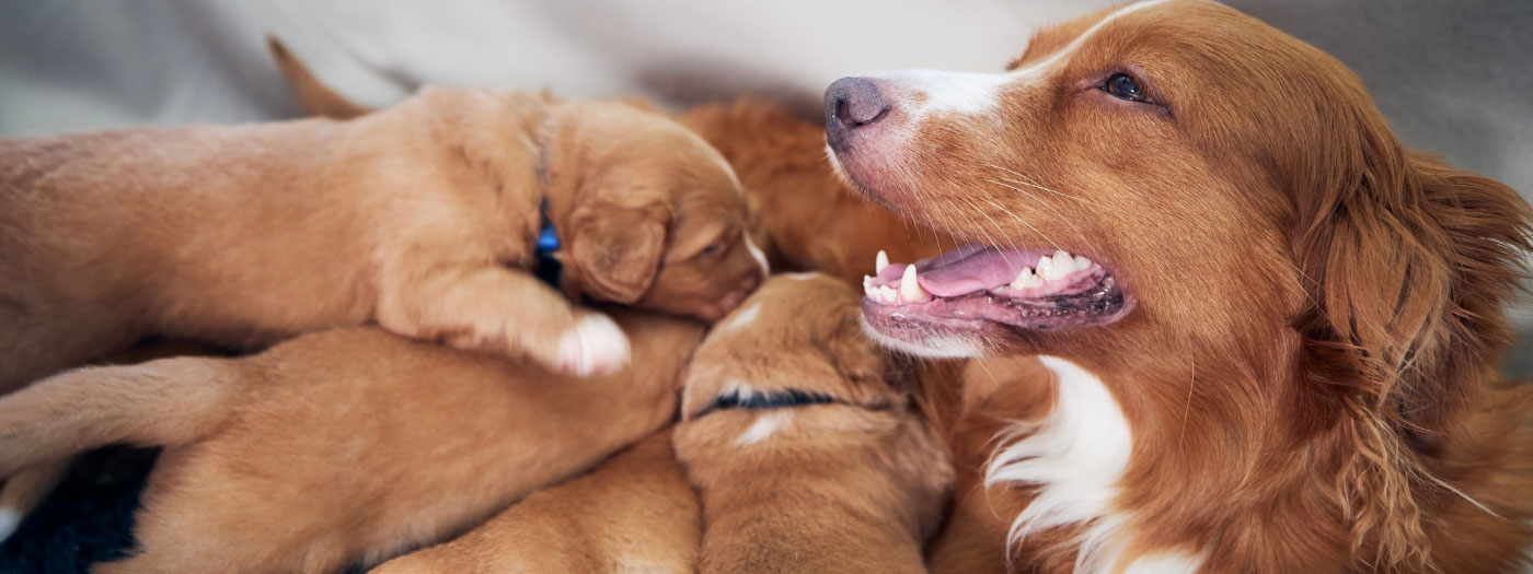 Mother dog with puppies