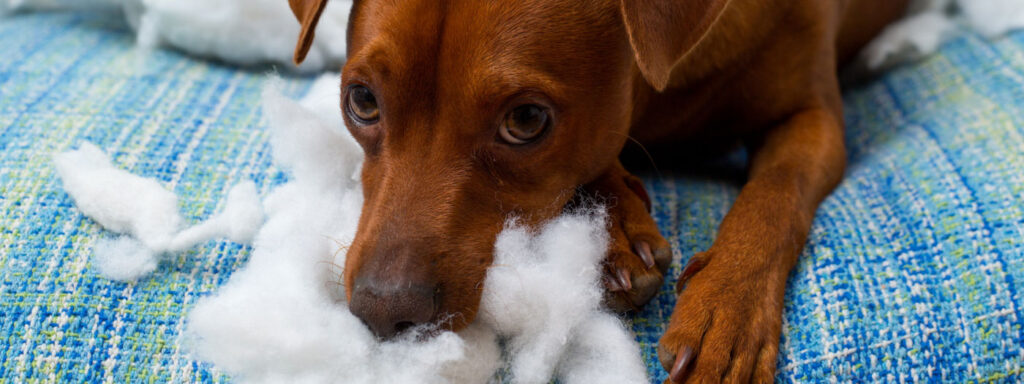 dog chewing pillow