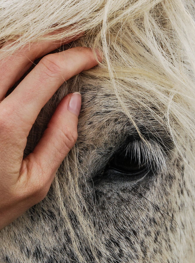 hand on grey horse