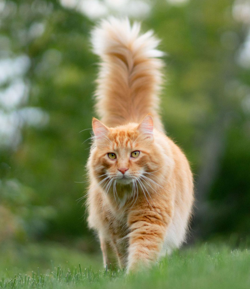 happy ginger cat