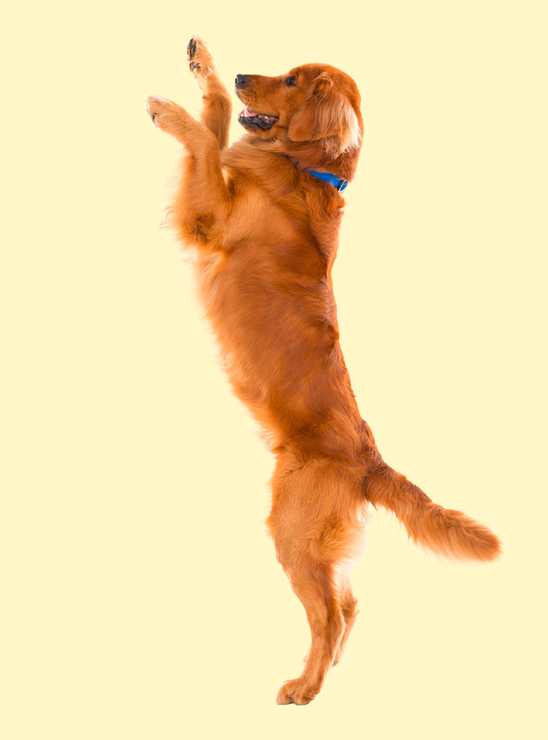 labrador retriever
