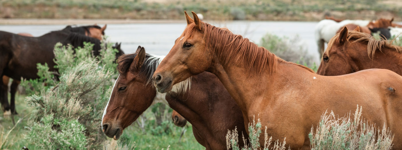 herd of horses