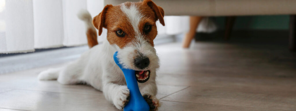 Jack Russell dog guarding a toy
