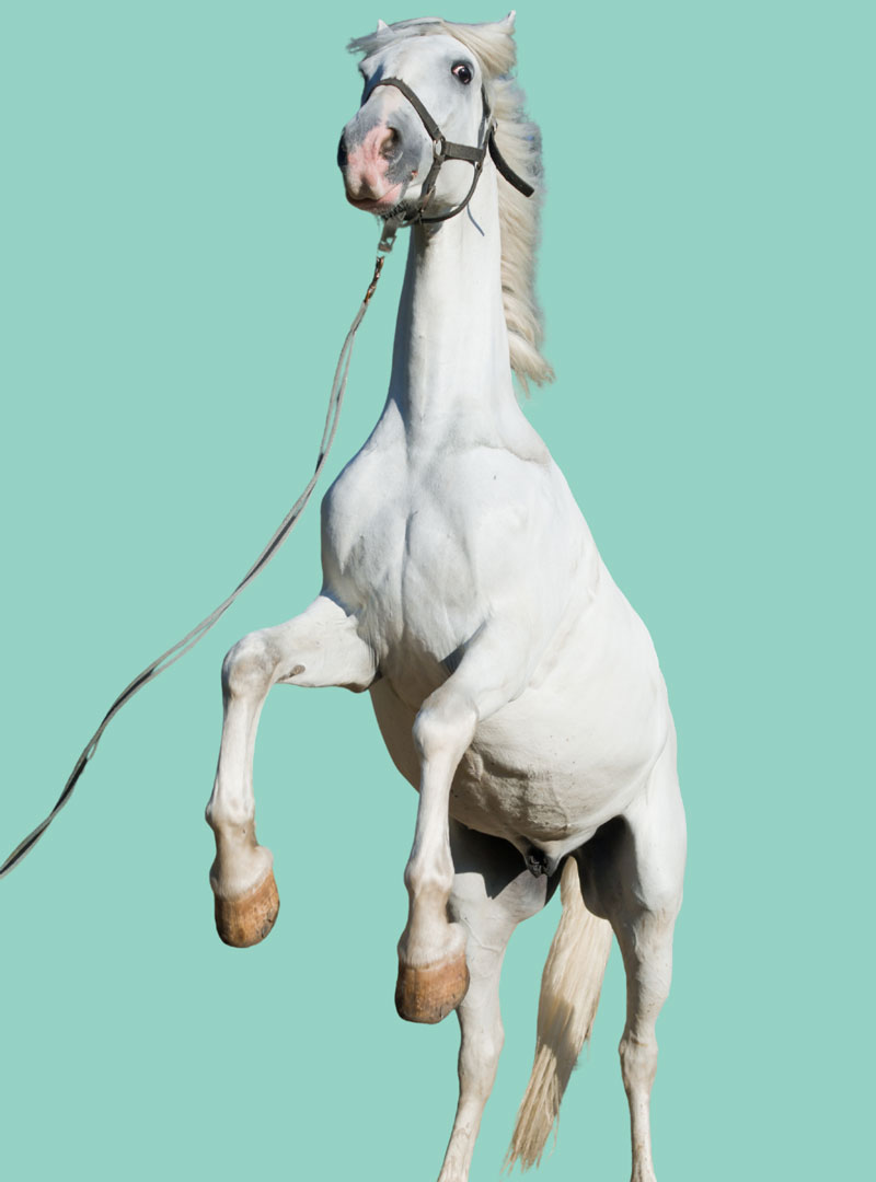 rearing grey horse