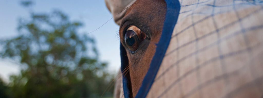 scared horse eye