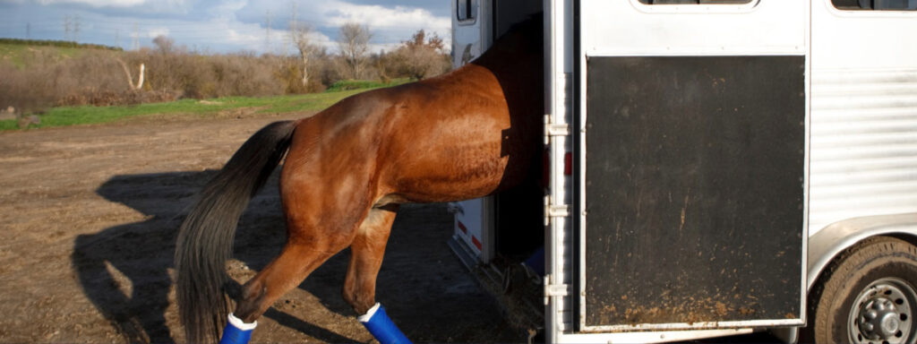 horse learning to box/load in trailer