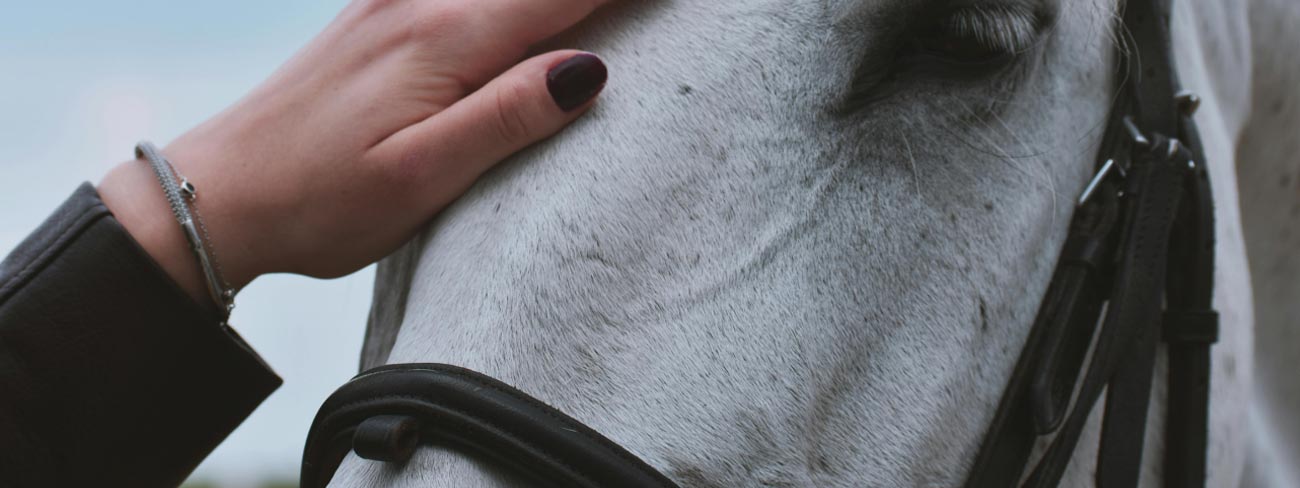 Grey horse being stroked