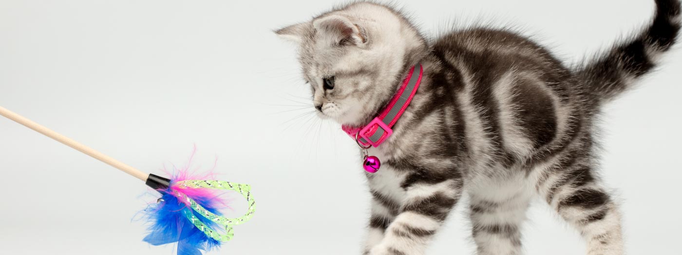 tabby kitten playing with wand