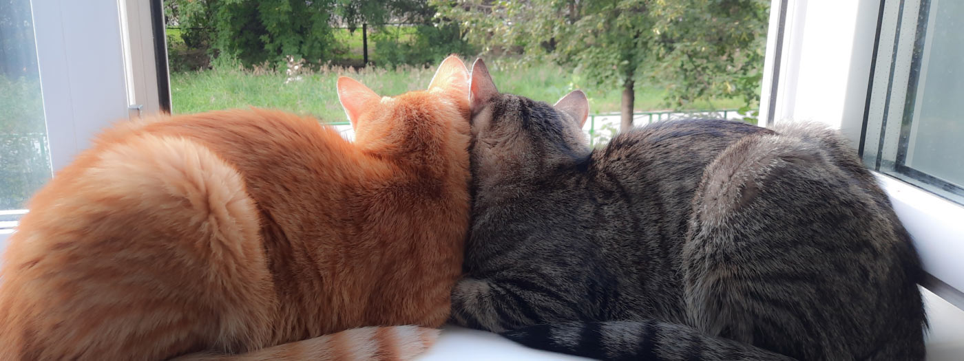 Happy cats together