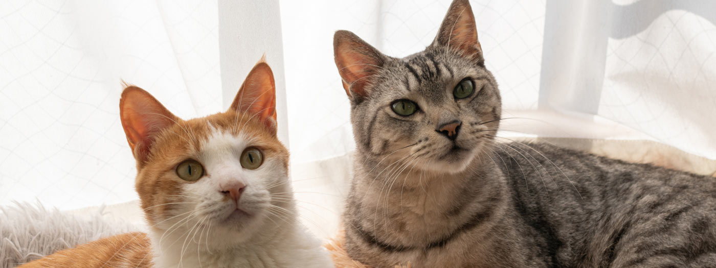 Sibling cats