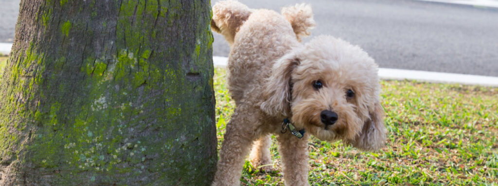 Dog urinating on tree