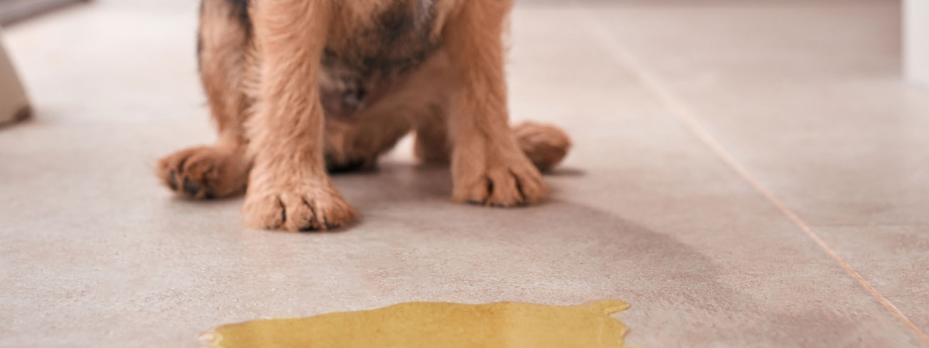 Dog accidents inside house