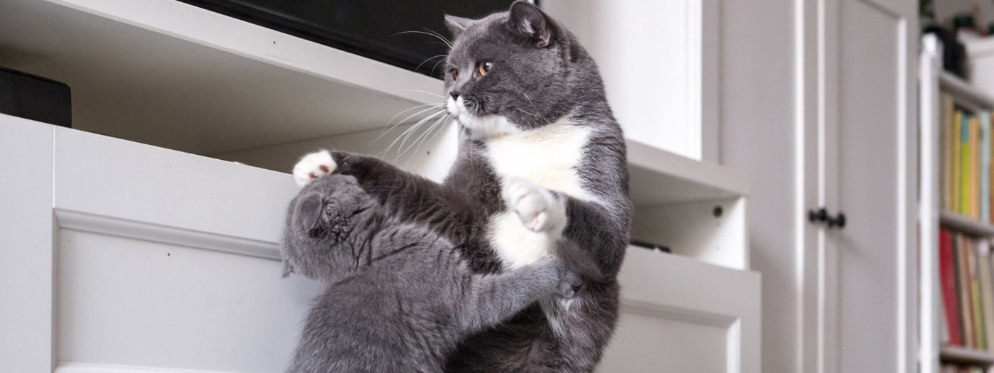 Fighting grey cats