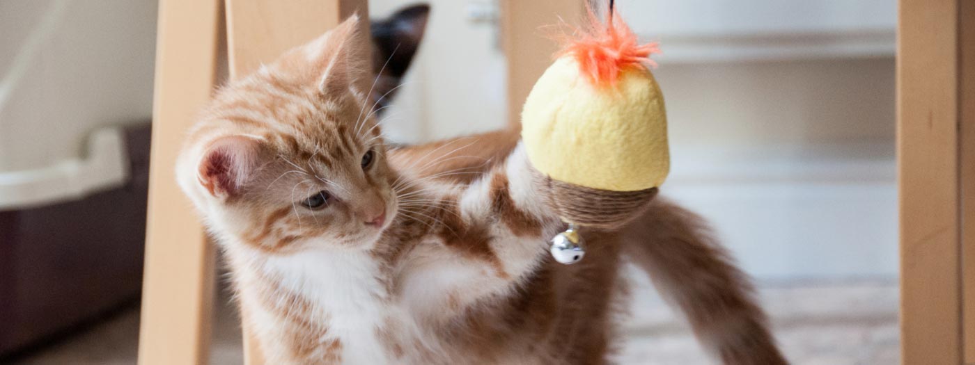 ginger kitten playing with toy