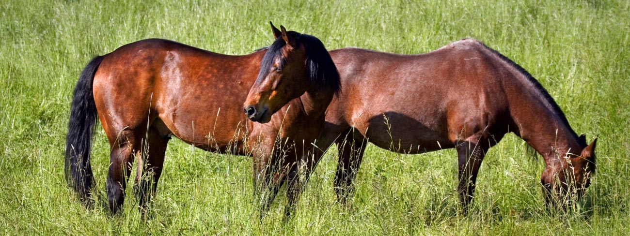 happy horses in field