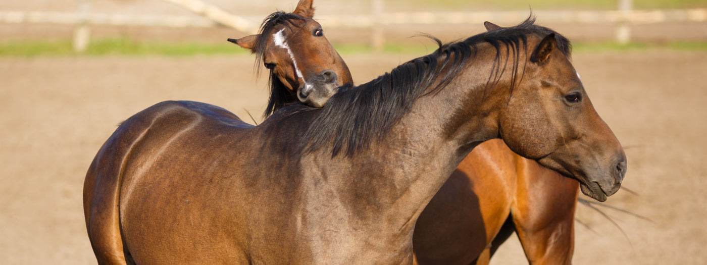 biting horses
