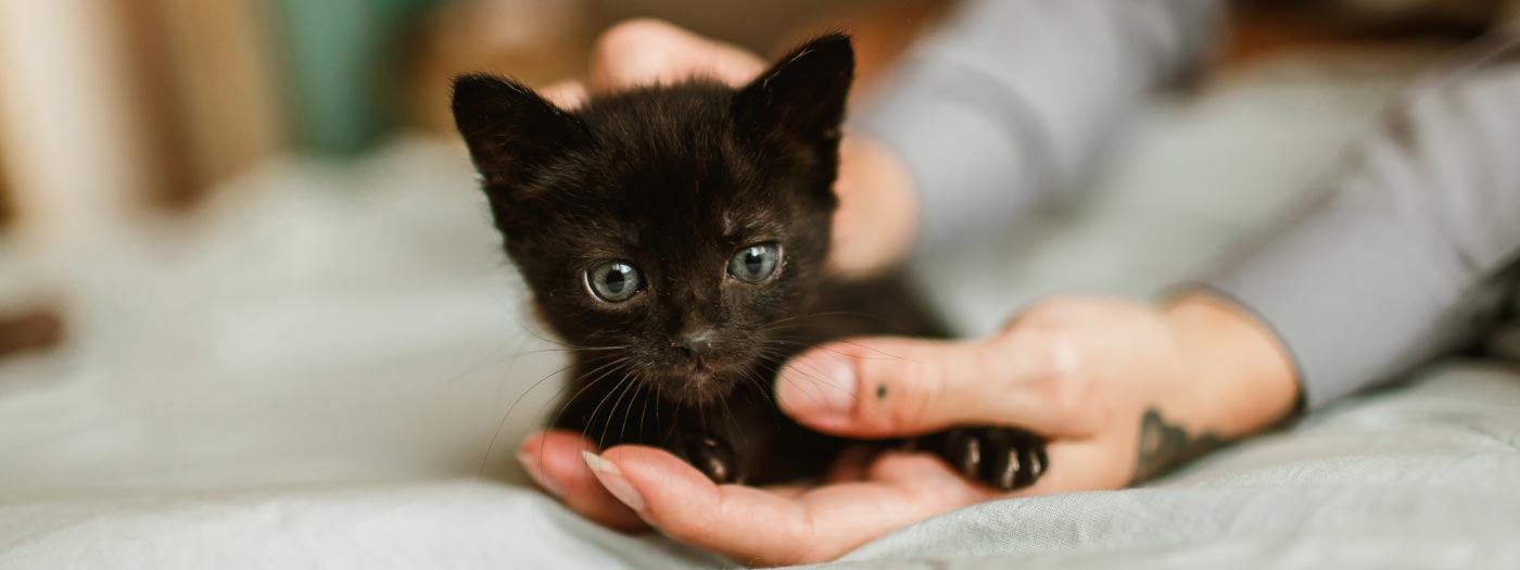 black kitten in hand