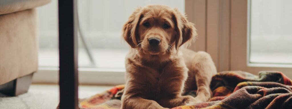 golden retreiver puppy