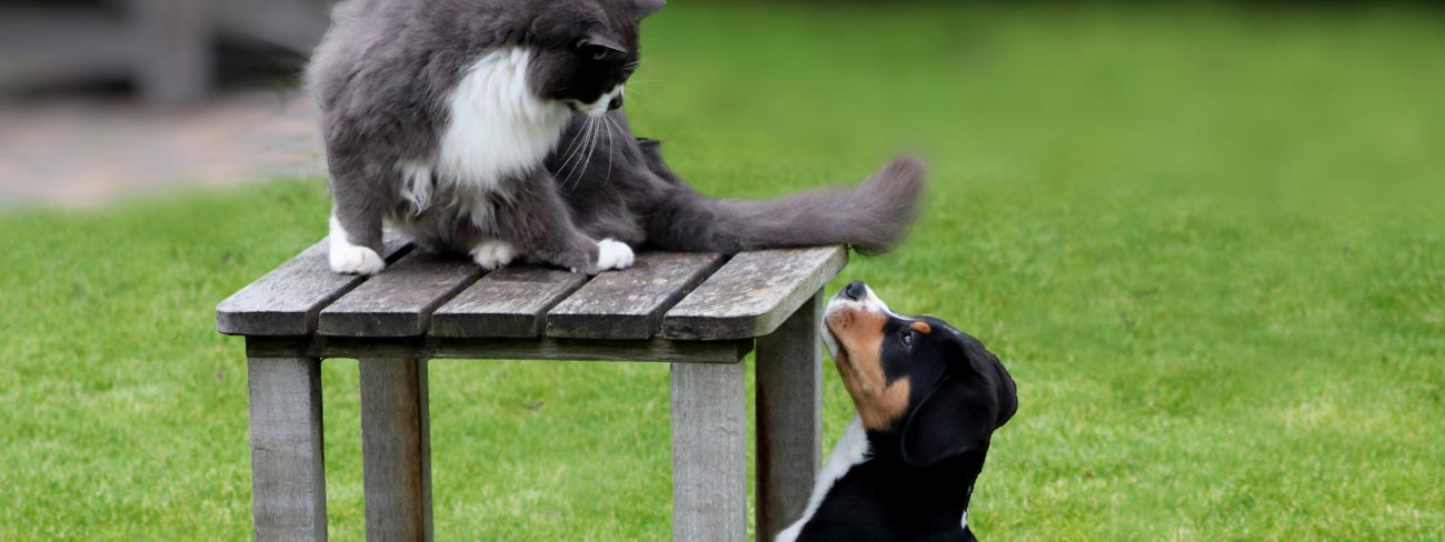 puppy meeting cat