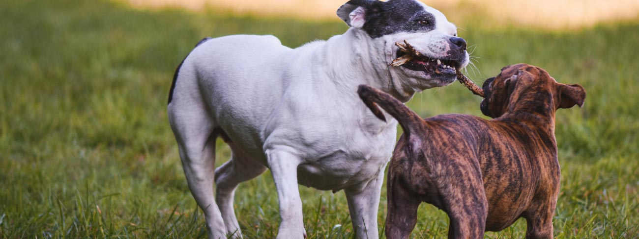 puppy and older dog playing