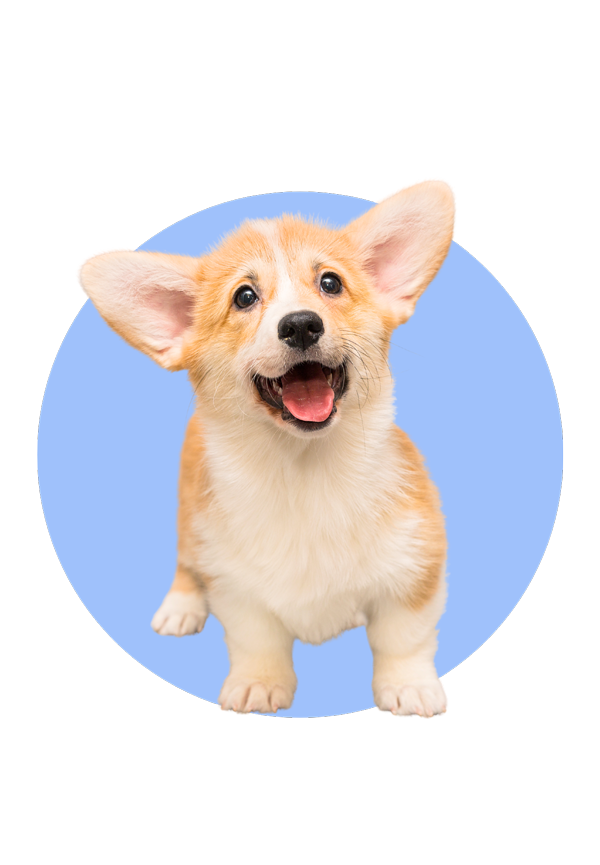 corgi puppy