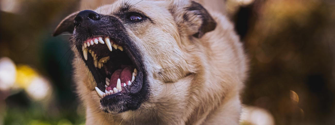 aggressive dog