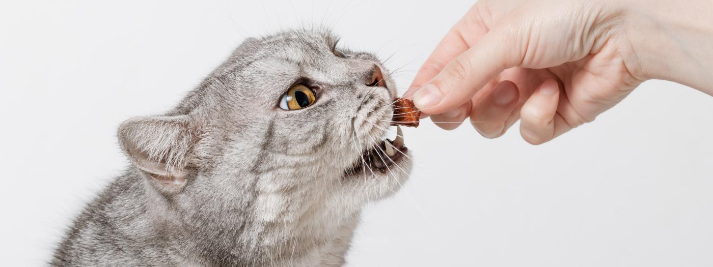 Cat training with positive reinforcement
