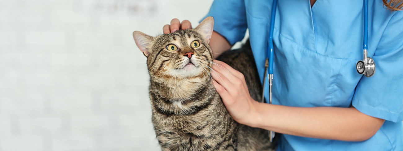 cat with vet in blue scrub
