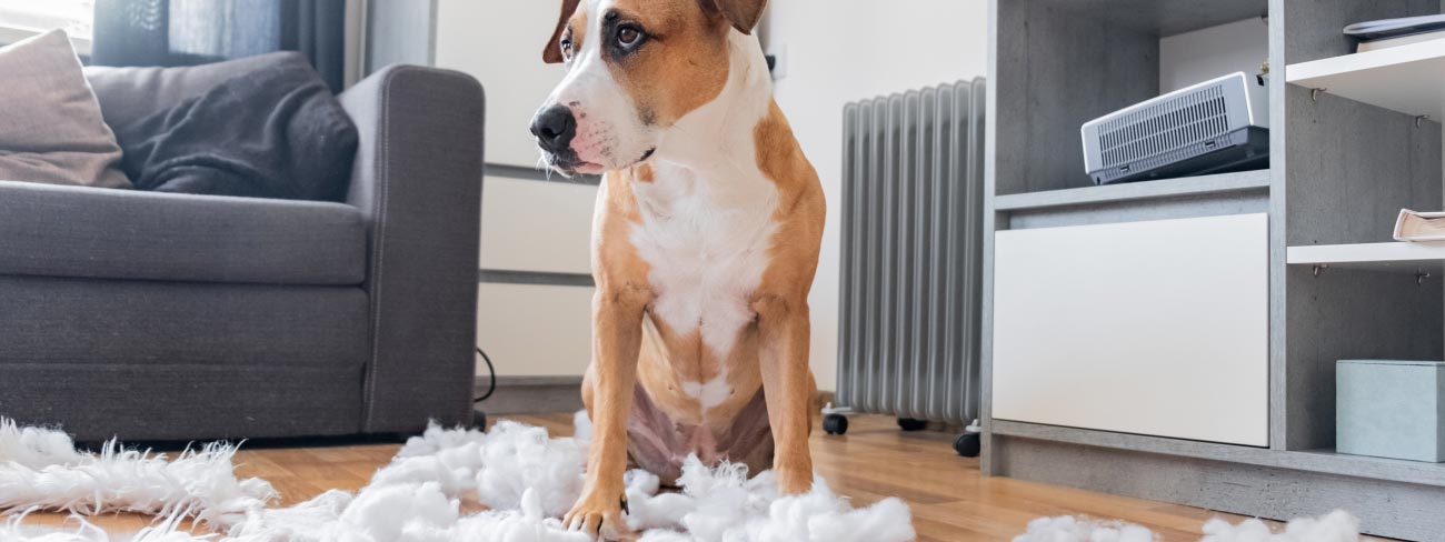 dog biting cushion