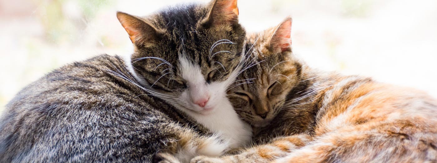 happy cats sleeping together