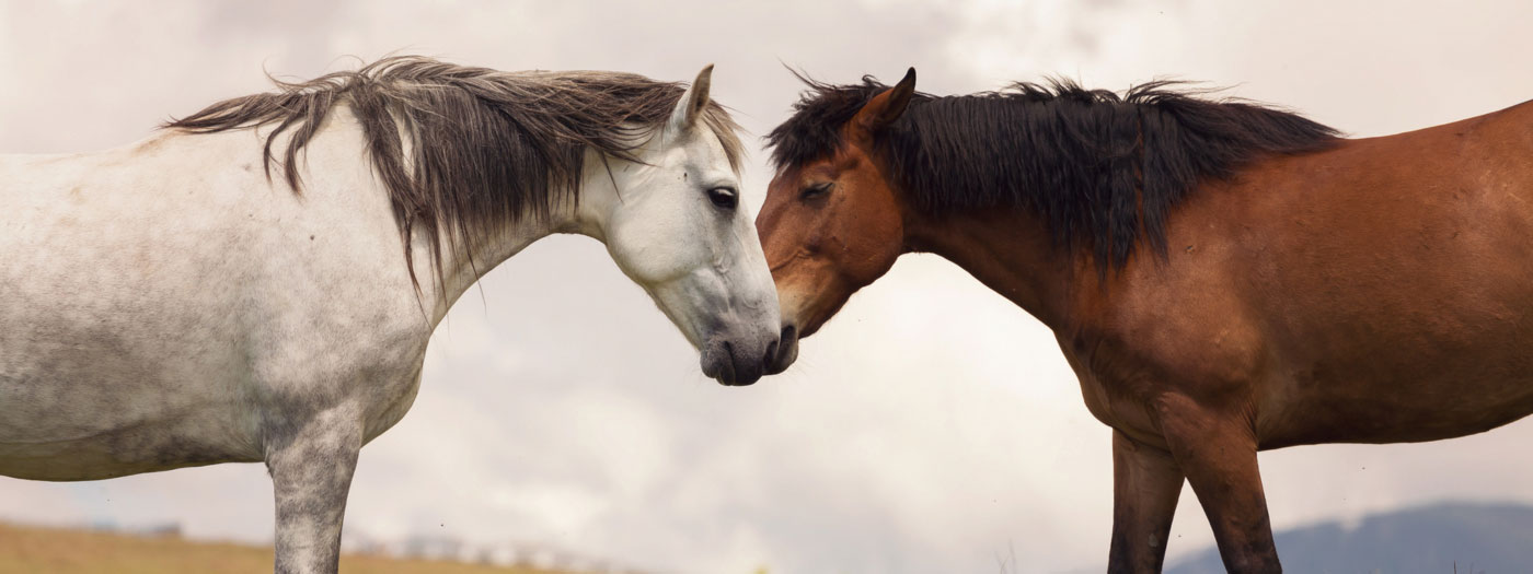 Two horses greeting