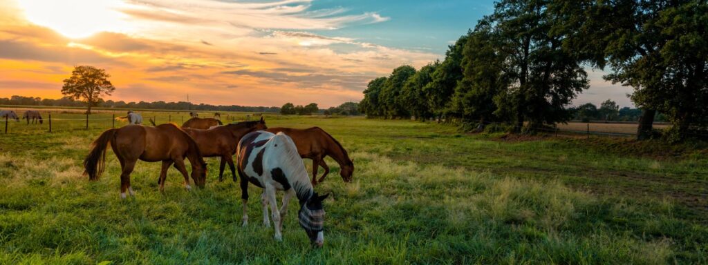 horses grazing in field