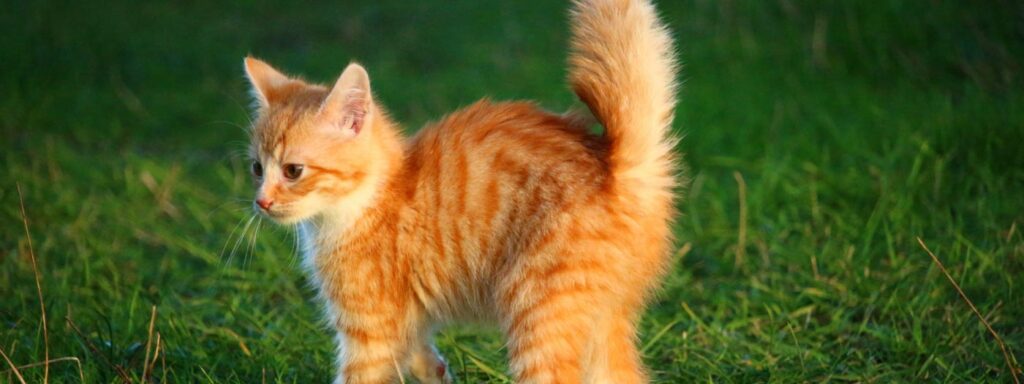 scared cat in garden