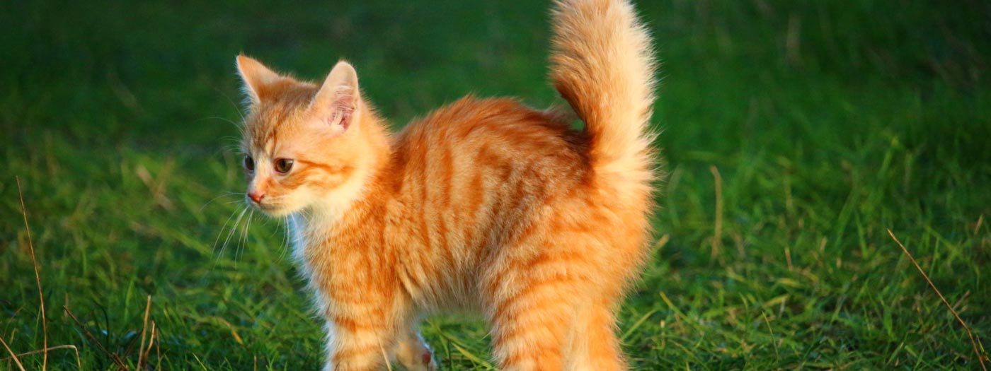 scared cat in garden