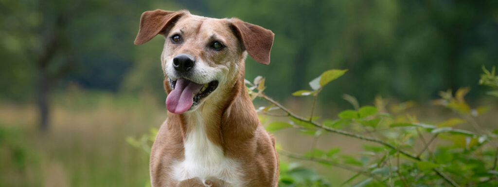 happy senior brown dog