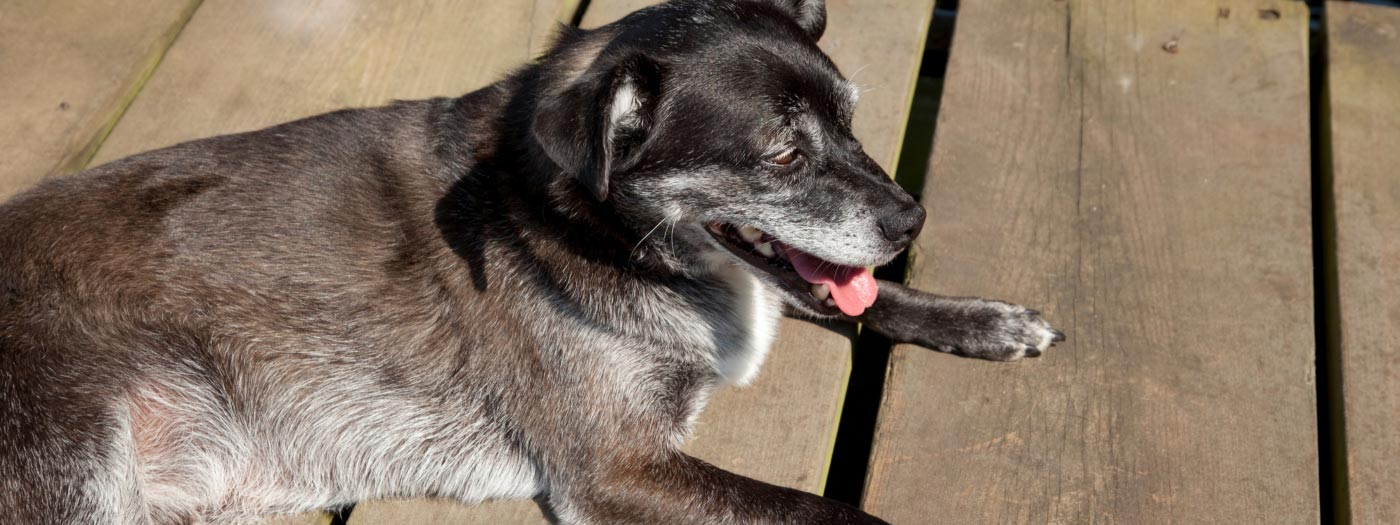 Happy old dog in sun