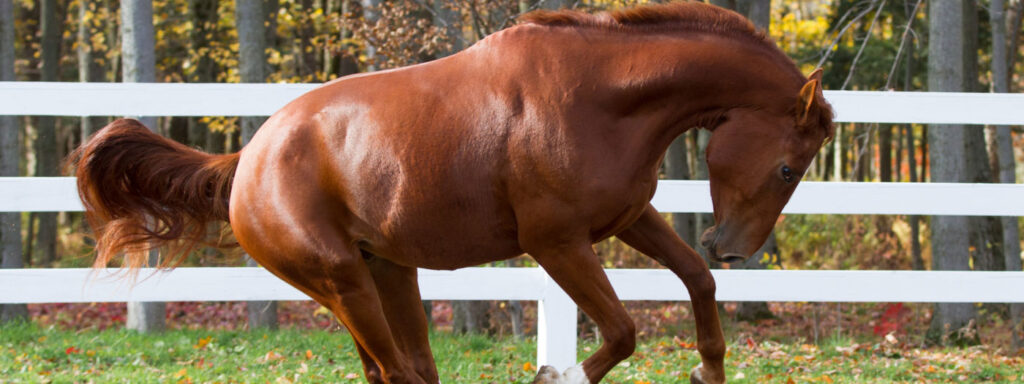chestnut horse in paddock