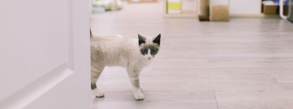 siamese cat near door