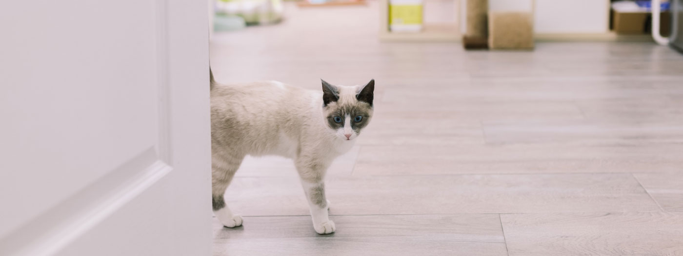 siamese cat near door